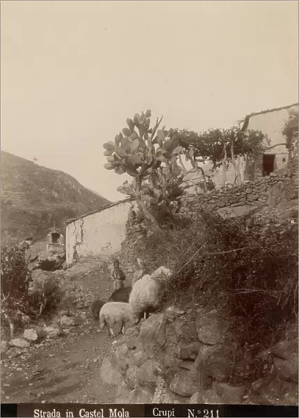 'Strada in Castel Mola': two shepherds with sheep at Castelmola, Messina