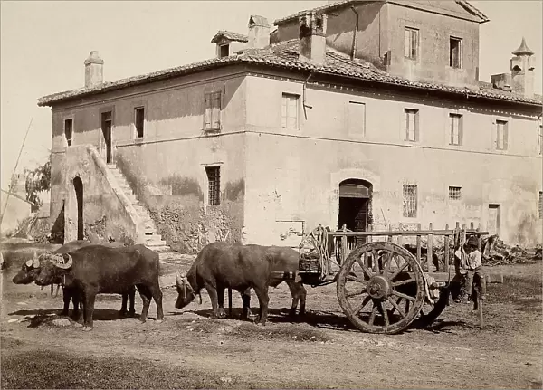 Cart pulled by buffalo in the farmyard of a farmhouse in the environs of Rome