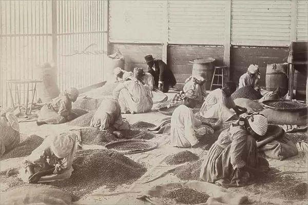 Female workers in the 'Usine Limmands Petit-Joane' agricultural company during a planting
