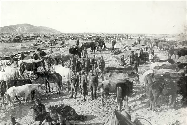 Encampment of the Serbian cavalry on the Arta plain, near Valona