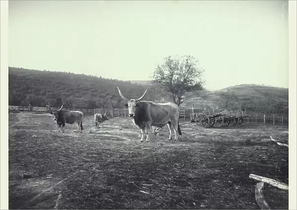 Bulls grazing at Vicarello, Bracciano