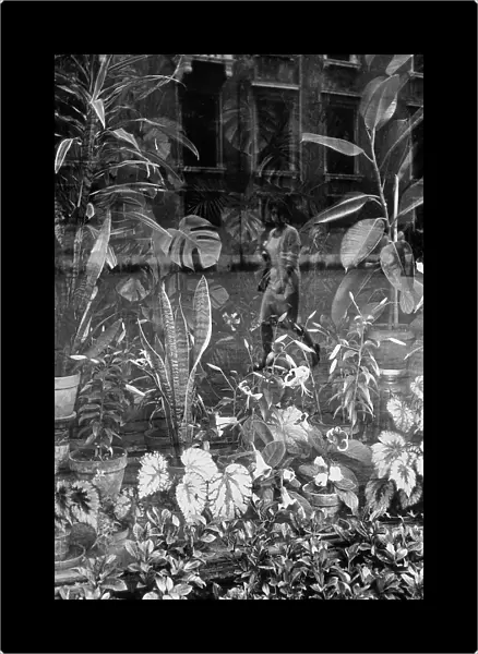 Exotic plants on display in a shop window. A woman passing by on the street is reflected in the glass