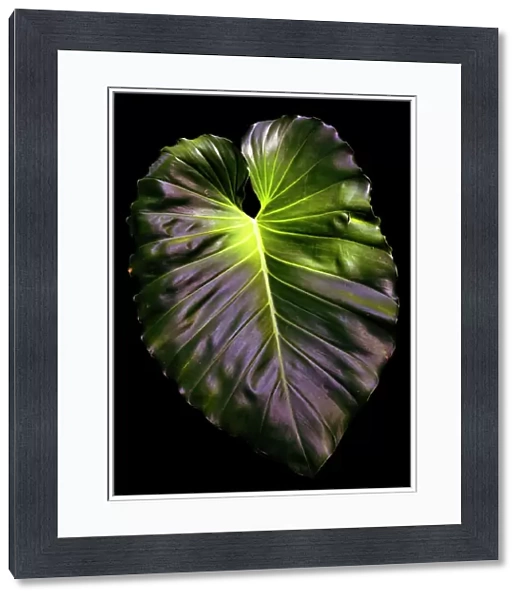 Abstract of giant green leaf
