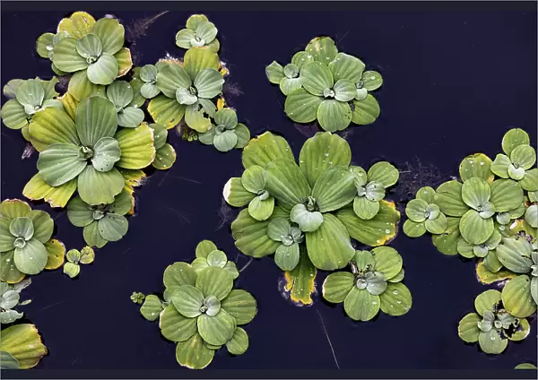 Beautiful shapes of aquatic plants floating on water