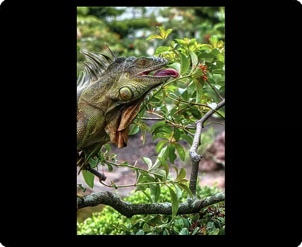 Close-up of iguana eating leaves on branches
