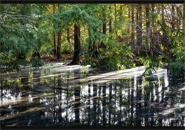 Sunlight coming through trees and reflecting over water