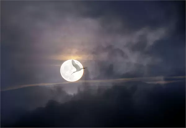 Bird flying across the Moon