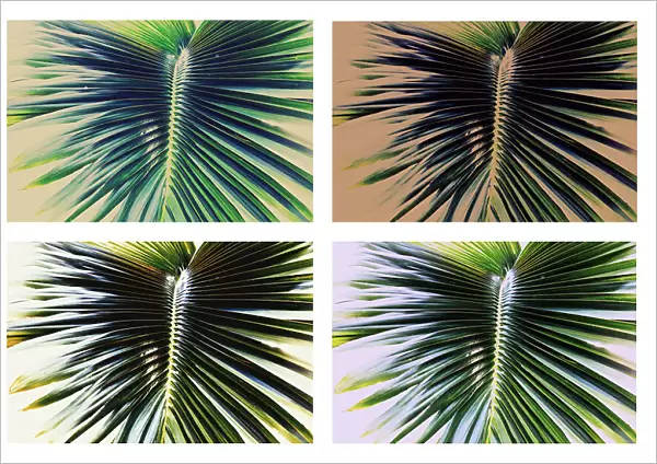 Detail of 4 different shades of palm fronds