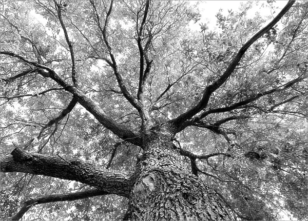 Branches on a giant tree, seen from directly below