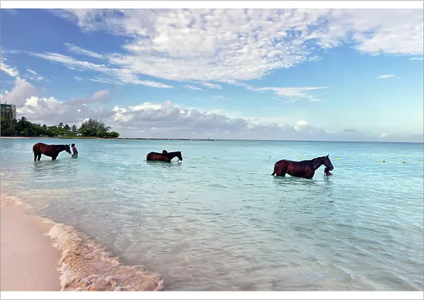 Barbados, Pebbles Beach, wild horses in water