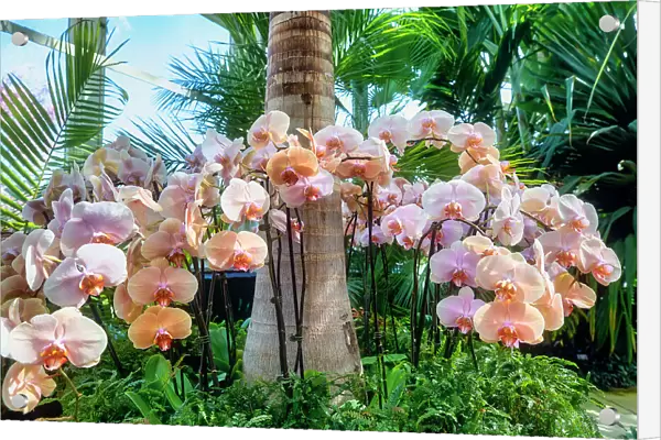NY, Bronx, New York Botanical Garden, The Orchid Show, Jeff Leatham's Kaleidoscope