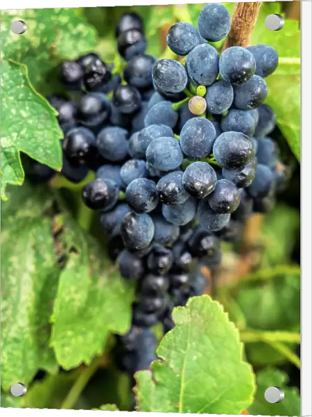 Oregon, Maryhill winery, bunch of purple grapes
