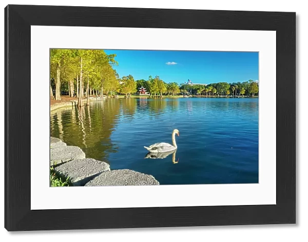 Florida, Orlando, Lake Eola, Chinese Ting Pavilion, swan