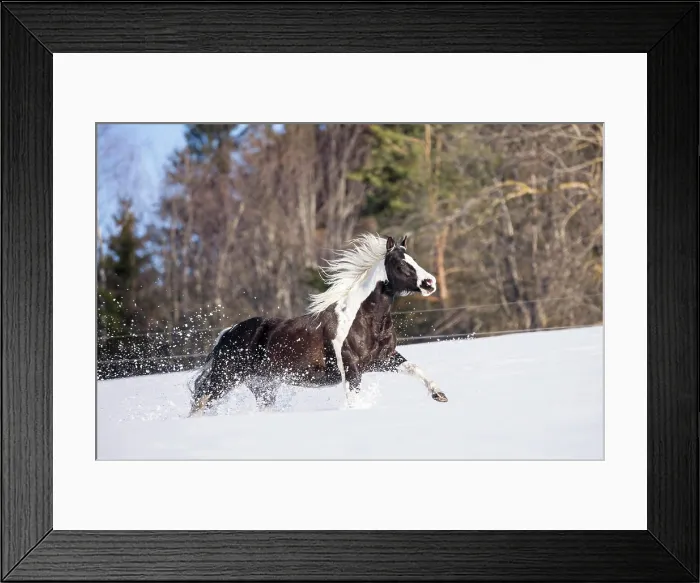 Framed Print : American Paint Horse Piebald Mare Print Framed Print : American Paint Horse Piebald Mare Print