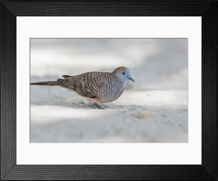 Framed Print : Zebra Dove Print, Seychelles Framed Print : Zebra Dove Print, Seychelles
