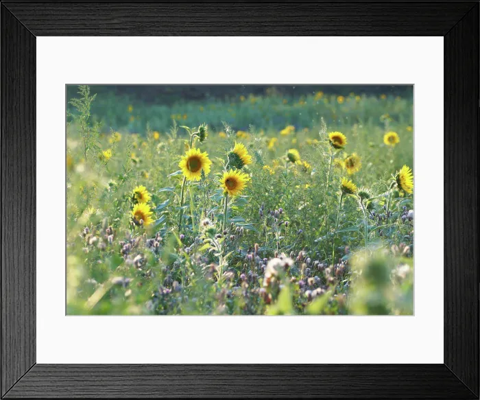 Framed Print : Bright Yellow Sunflower Print at Sunset Framed Print : Bright Yellow Sunflower Print at Sunset