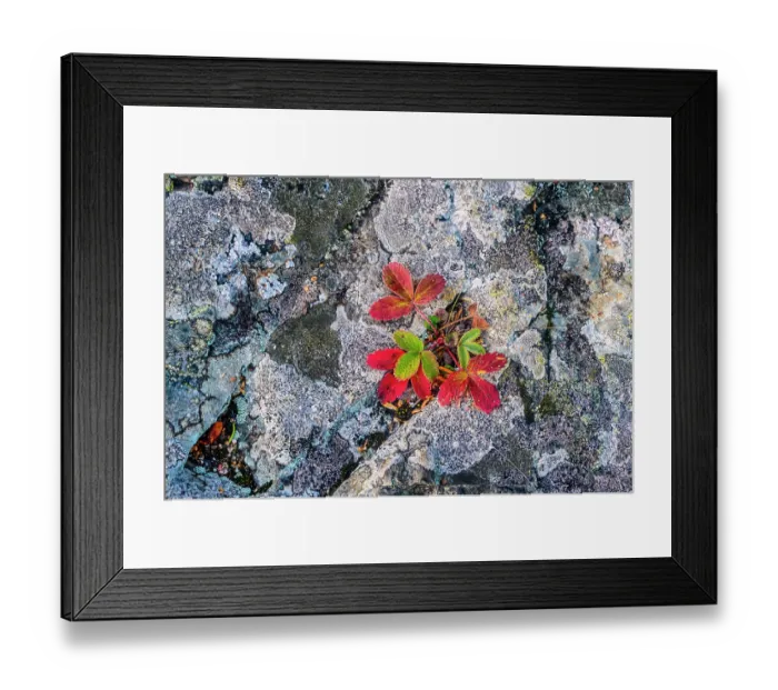Framed Print : Autumn Three Toothed Cinquefoil Print Framed Print : Autumn Three Toothed Cinquefoil Print