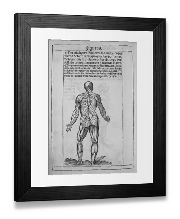 Framed Print : Print of Human Anatomy, 1551 Engraving Framed Print : Print of Human Anatomy, 1551 Engraving