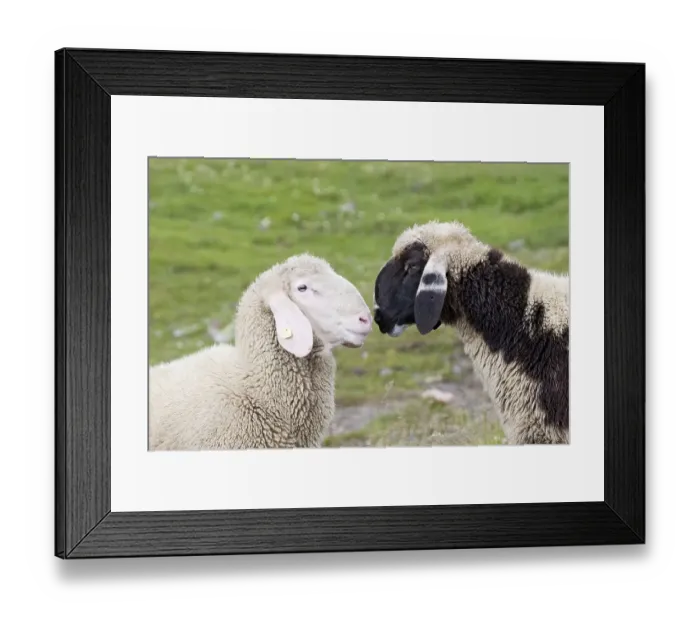 Framed Print : Two Sheep Print, Hohe Tauern National Park Landscape Framed Print : Two Sheep Print, Hohe Tauern National Park Landscape
