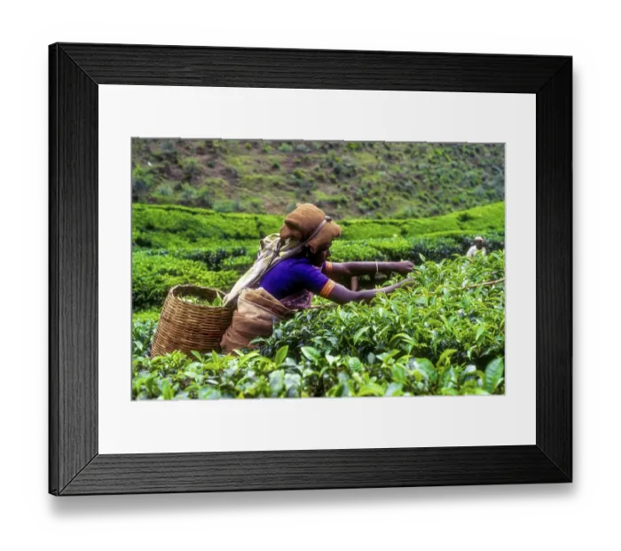 Framed Print : Tea Picker Print in Munnar, Kerala, India