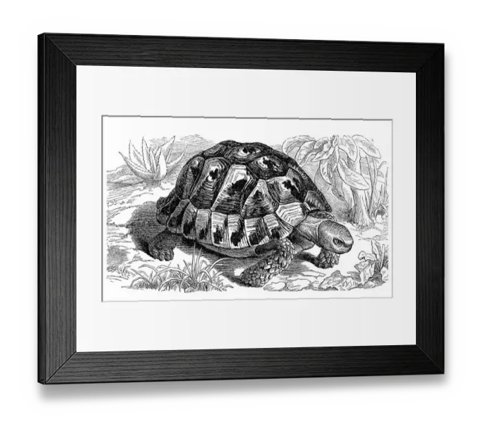 Framed Print : Spur-thighed tortoise Print, 1897 Framed Print : Spur-thighed tortoise Print, 1897