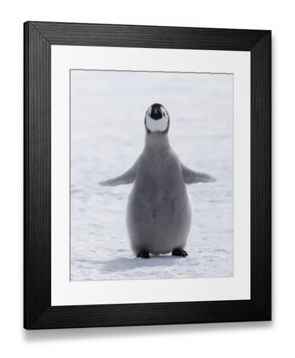 Framed Print : Emperor Penguin Chick Print Framed Print : Emperor Penguin Chick Print