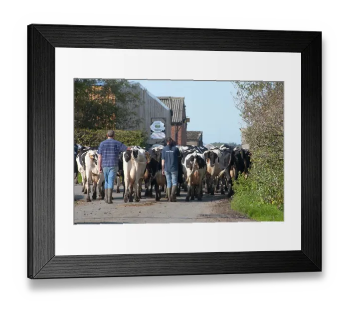 Framed Print : Print of Holstein Dairy Cows in Milking Framed Print : Print of Holstein Dairy Cows in Milking