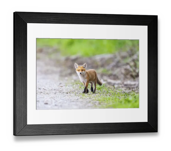 Framed Print : Fox (Vulpes vulpes) Print