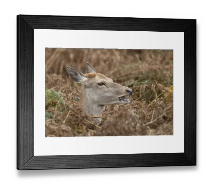 Framed Print : Red Deer Doe amongst Bracken Print Framed Print : Red Deer Doe amongst Bracken Print