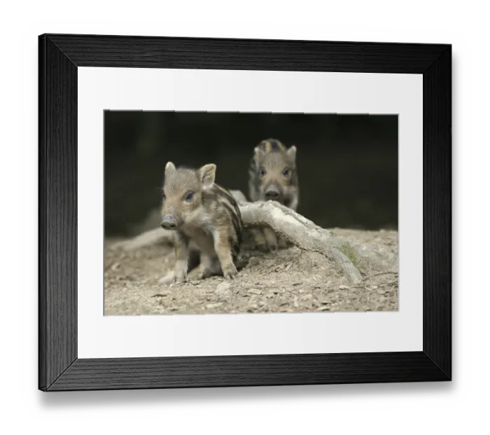 Framed Print : Wild Boar Shoats Print, Daun Zoo, Germany Framed Print : Wild Boar Shoats Print, Daun Zoo, Germany