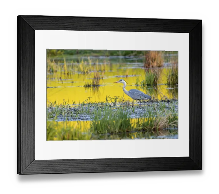 Framed Print : Grey Heron Print, Volcanic Eifel, Germany Framed Print : Grey Heron Print, Volcanic Eifel, Germany