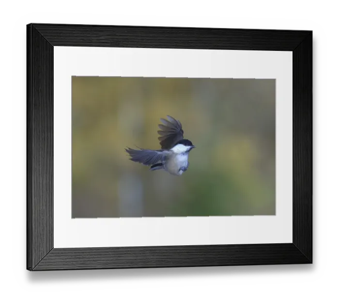 Framed Print : Willow Tit in Flight Print, Siegerland, Germany Framed Print : Willow Tit in Flight Print, Siegerland, Germany