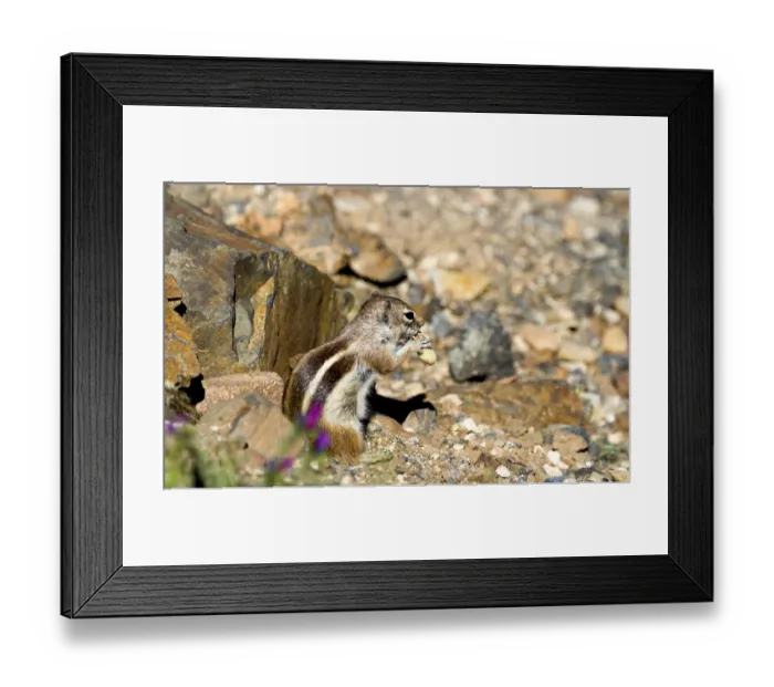 Framed Print : Barbary Ground Squirrel Print, Fuerteventura, Canary Islands Framed Print : Barbary Ground Squirrel Print, Fuerteventura, Canary Islands