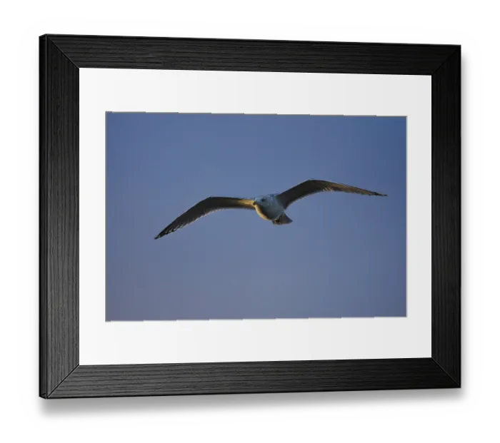 Framed Print : Flying Gull Print, Brouwersdam, South Holland Framed Print : Flying Gull Print, Brouwersdam, South Holland