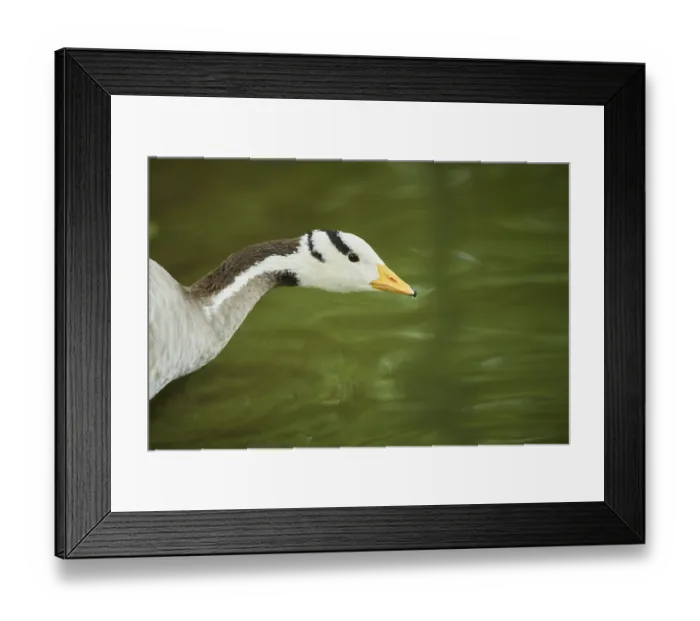 Framed Print : Bar-headed goose (Anser indicus) Print, Bavaria, Germany Framed Print : Bar-headed goose (Anser indicus) Print, Bavaria, Germany