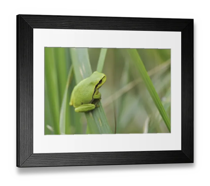 Framed Print : European Tree Frog Print (Hyla arborea) Framed Print : European Tree Frog Print (Hyla arborea)