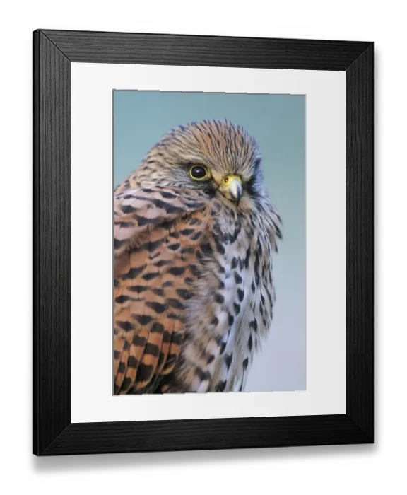 Framed Print : Common Kestrel Female Print Framed Print : Common Kestrel Female Print