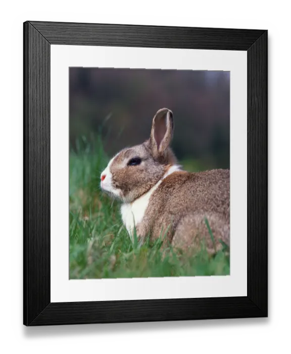 Framed Print : Dwarf Rabbit Print, Dwarf Rabbit Image