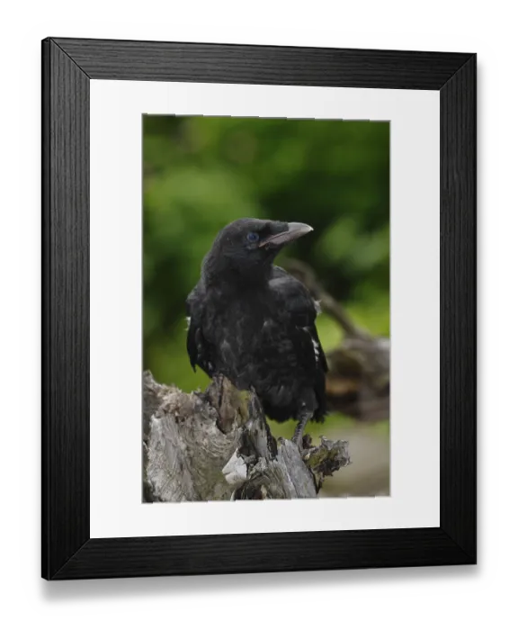 Framed Print : Carrion Crow (Corvus corone corone) Print