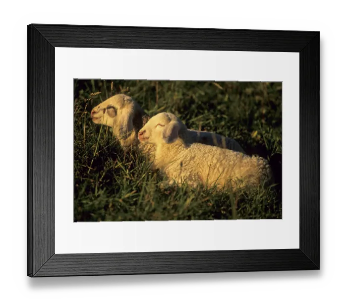 Framed Print : Two Lambs in a Meadow Print, Val Bregaglia, Switzerland Framed Print : Two Lambs in a Meadow Print, Val Bregaglia, Switzerland