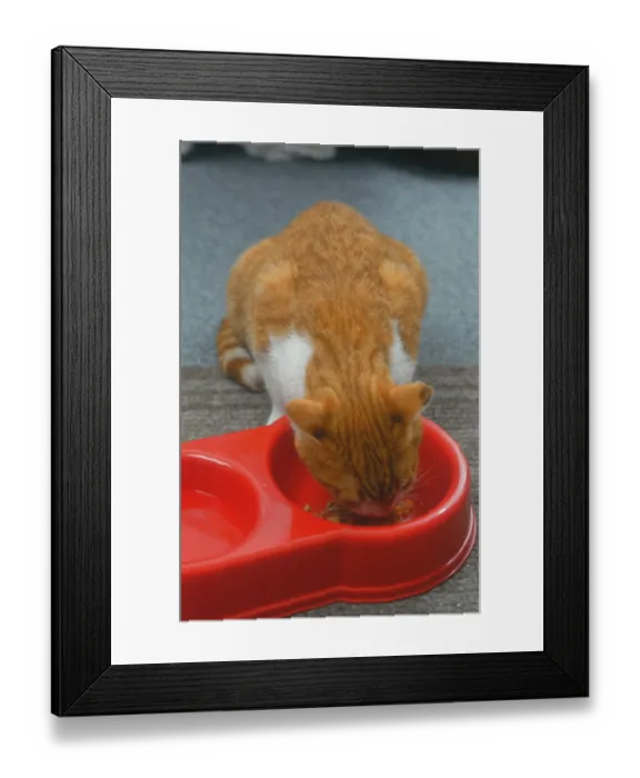 Framed Print : Cat Eating Food Print Framed Print : Cat Eating Food Print