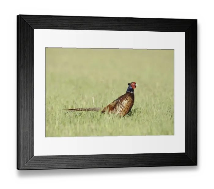 Framed Print : Hunting Pheasant Print, North Rhine-Westphalia, Germany
