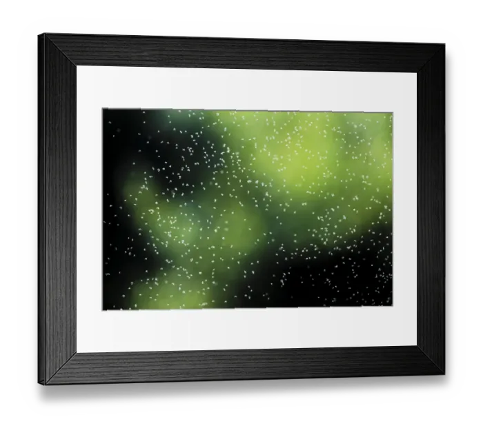 Framed Print : Winter Mosquitoes Print - Kempen, Germany Framed Print : Winter Mosquitoes Print - Kempen, Germany