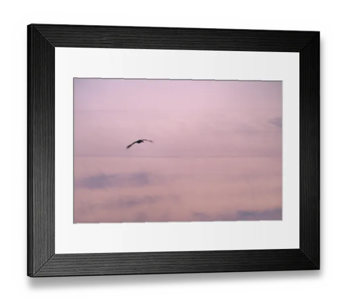 Framed Print : Flying Grey Goose Print, Kempen Sunset Framed Print : Flying Grey Goose Print, Kempen Sunset