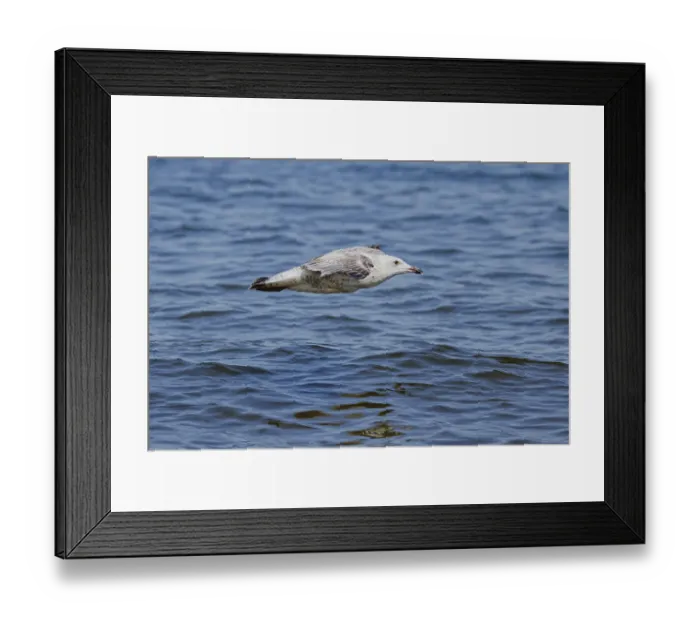 Framed Print : Juvenile Herring Gull in Gliding Position Print, Poland