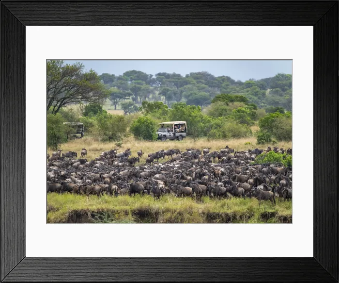 Framed Print : Wildebeest Migration Print, Serengeti National Park Framed Print : Wildebeest Migration Print, Serengeti National Park