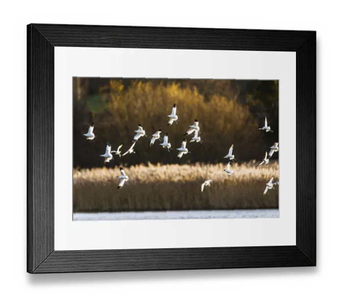 Framed Print : Pied Avocet in Flight Print, Winter Marshes Framed Print : Pied Avocet in Flight Print, Winter Marshes