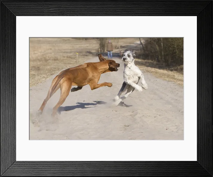 Framed Print : Rhodesian Ridgeback Female Playing with Briard-Mongrel Dog Print Framed Print : Rhodesian Ridgeback Female Playing with Briard-Mongrel Dog Print