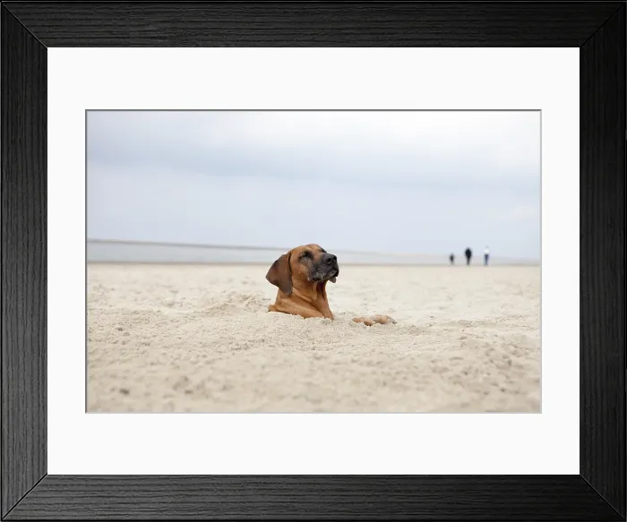 Framed Print : Female Rhodesian Ridgeback Dog Sand Burial Print Framed Print : Female Rhodesian Ridgeback Dog Sand Burial Print