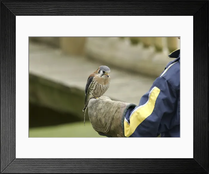 Framed Print : Coloured Falcon (Falco sparverius) Print Framed Print : Coloured Falcon (Falco sparverius) Print